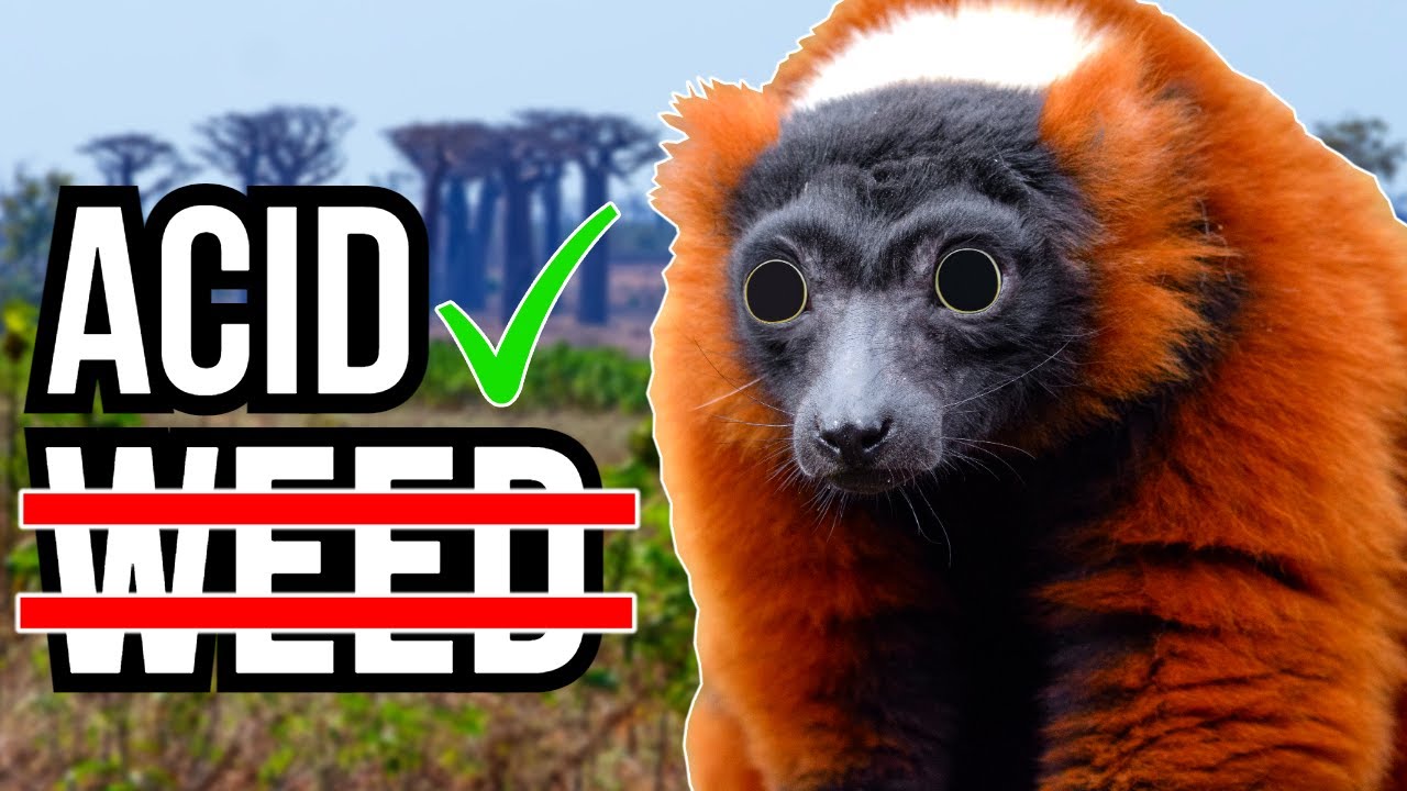 3 Animals That Use Other Animals To Get Drunk And High