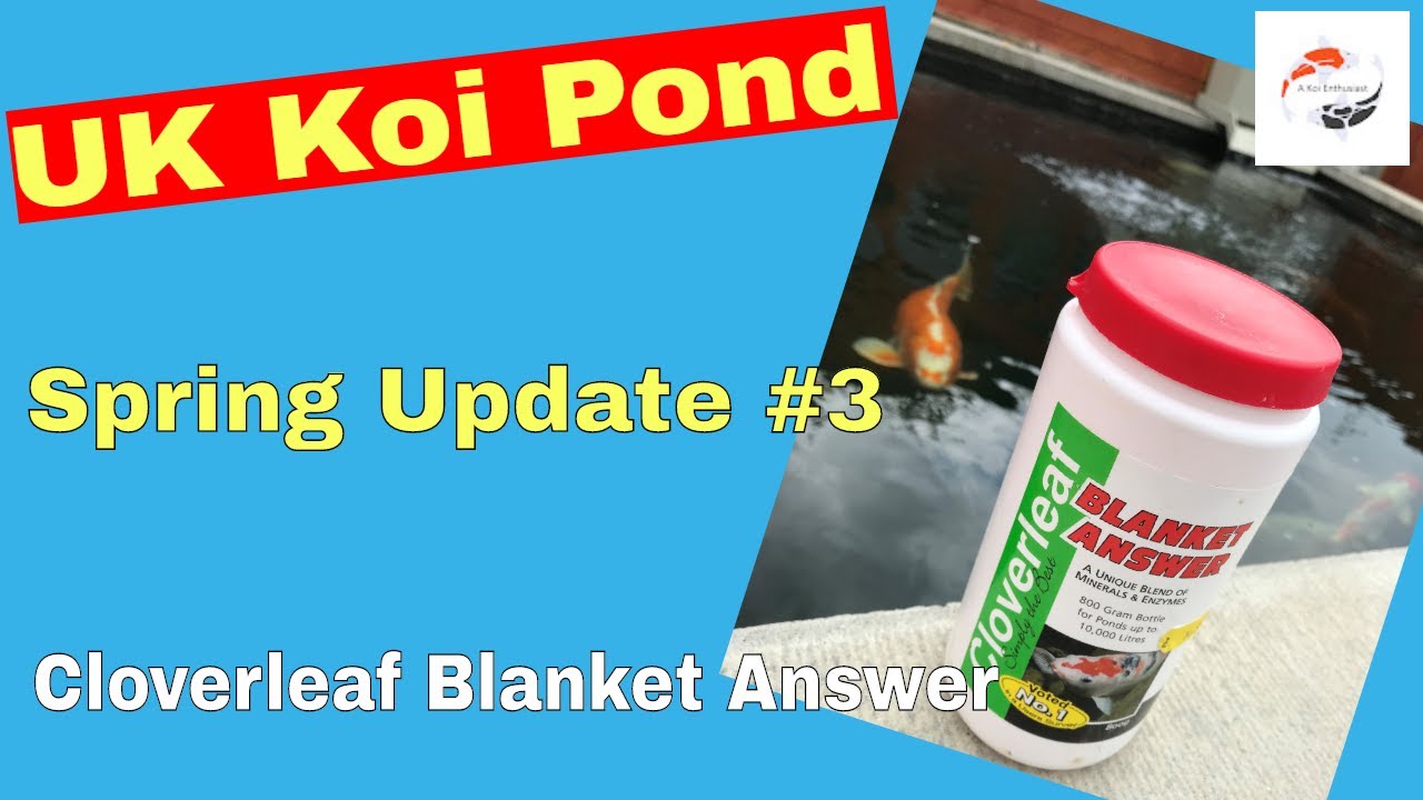 UK Koi Pond Spring Update No.3   Blanket Weed Treatment - Cloverleaf Blanket answer