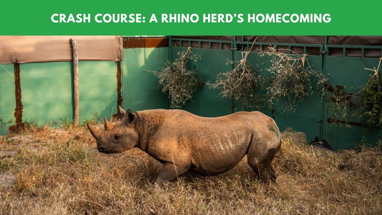 Crash Course: A Rhino Herd’s Homecoming