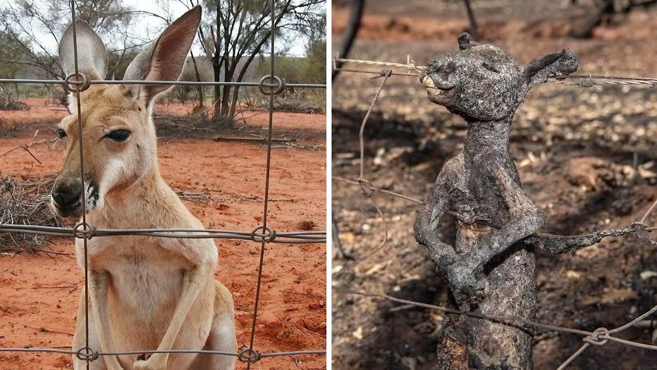 25 حيوان صعقته الكهرباء أمام الكاميرات - للقوب القويه فقط