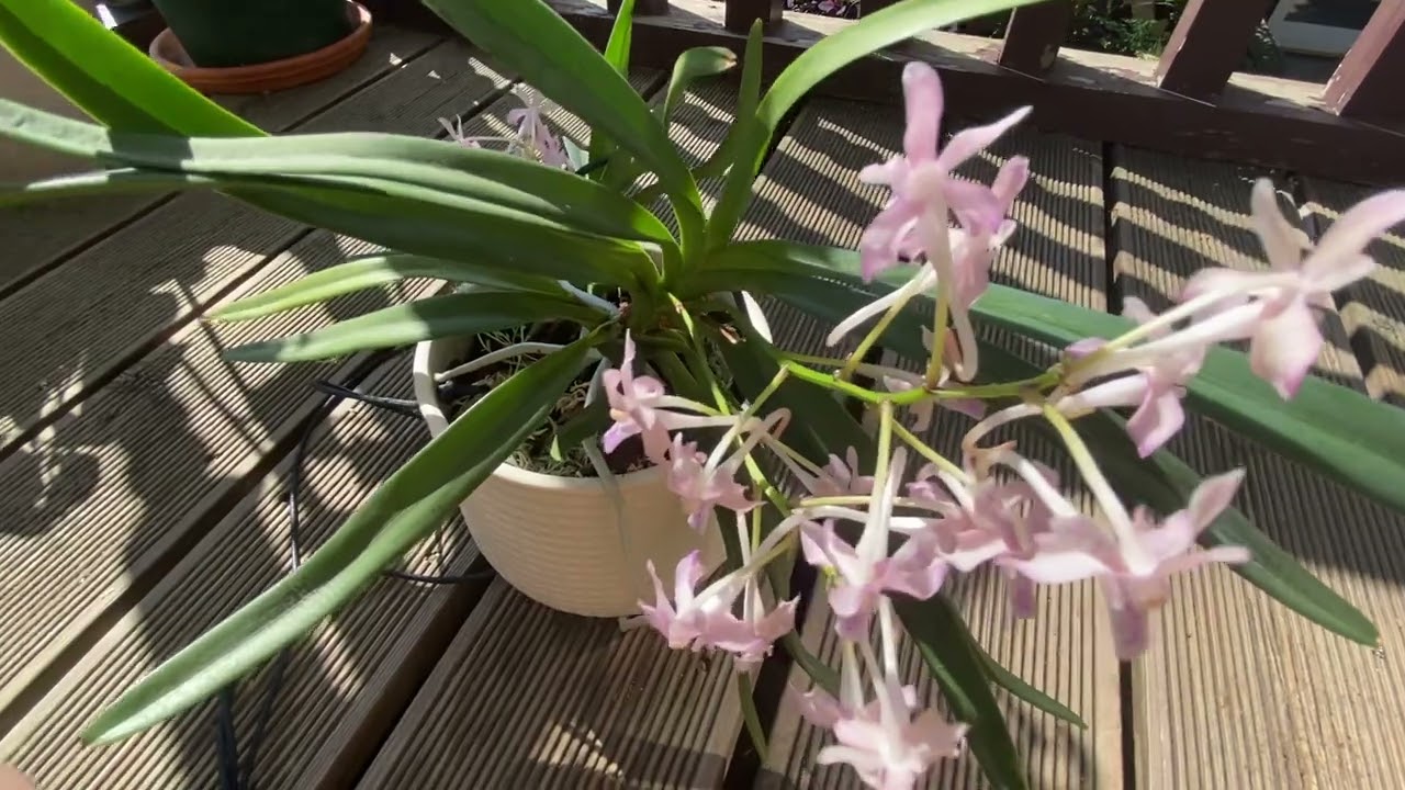 Neofinetia falcata x aerides flabellata