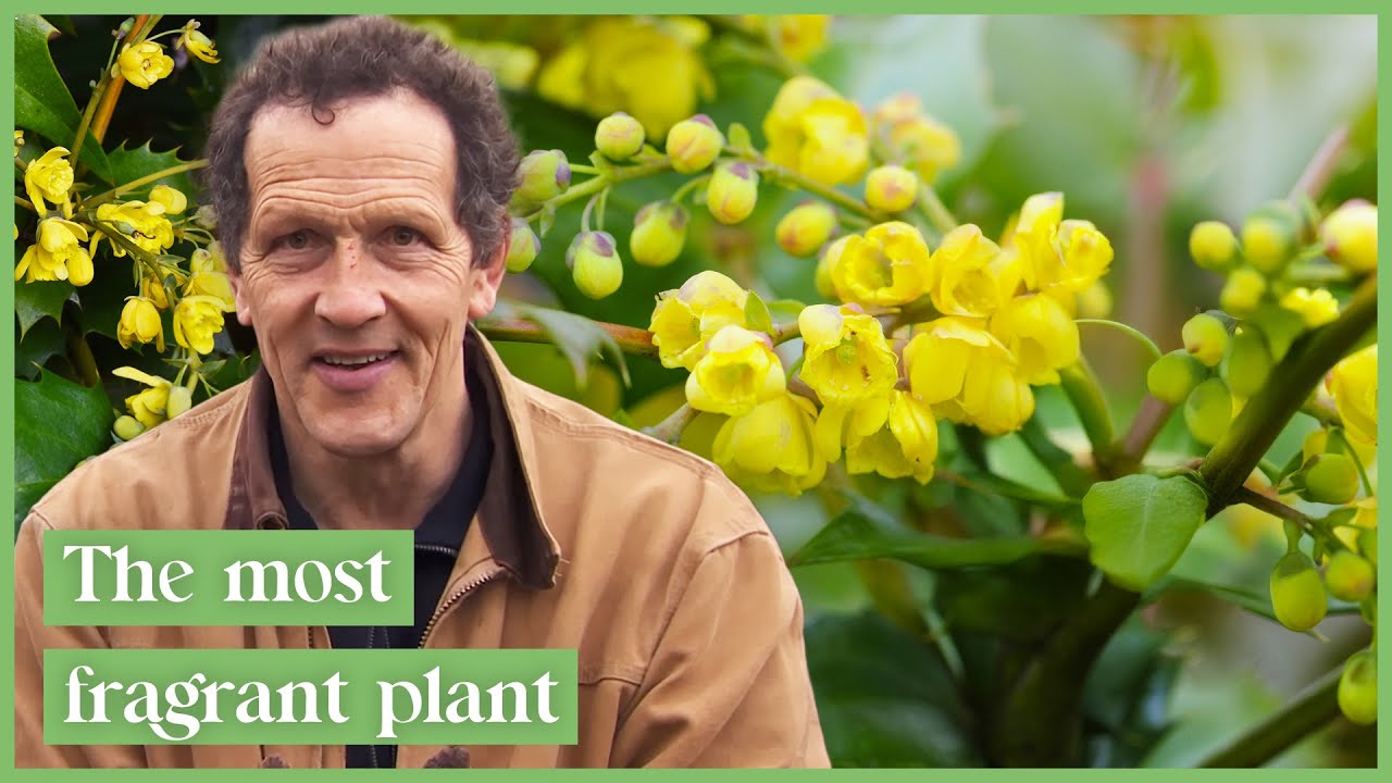 Monty Don Celebrates The Magic Of Mahonia Flowers | Gardeners' World