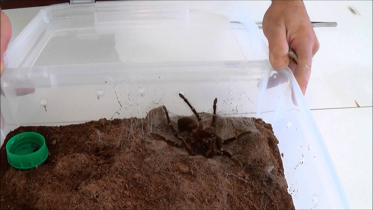 The Basics of Tarantula Molting