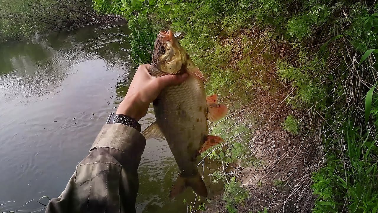 Язь и чехонь в мае на воблер Zipbaits Khamsin Tiny 40 DR