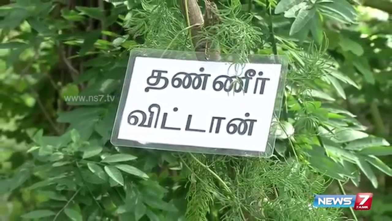 How to grow Thanneervittan(Asparagus racemosus) in your terrace? | Poovali | News7 Tamil