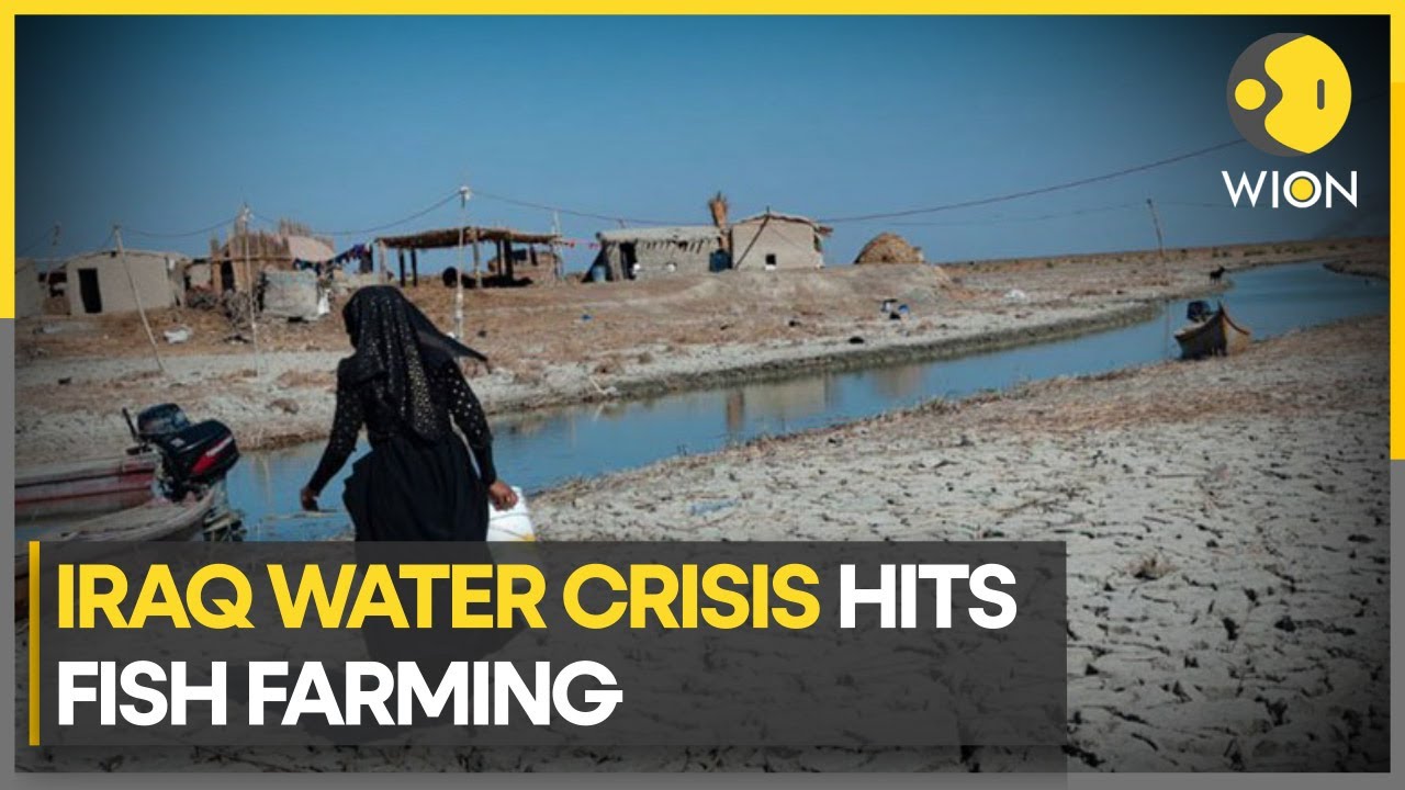Iraq's water crisis drying up fish farming in Basra | WION Climate Tracker