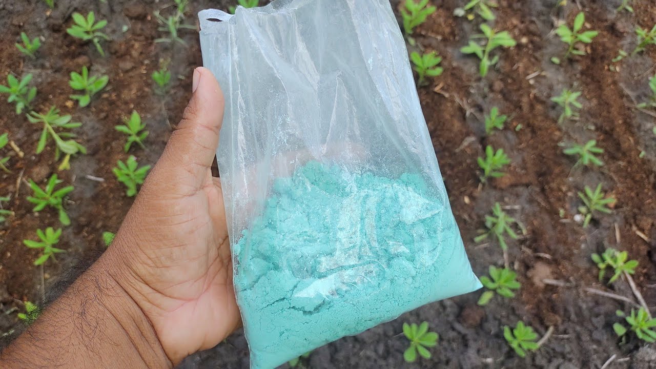 Sulfato de cobre pode queimar o cheiro-verde?