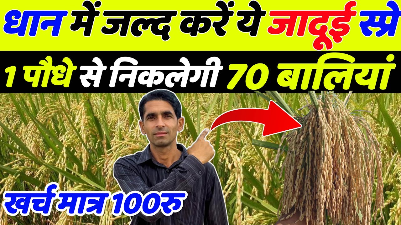 धान में बाली निकलते समय क्या डाले | Dhan Me Kalle Badhane Ke Upay | Dhan Ki Kheti | Dhan Me Spray