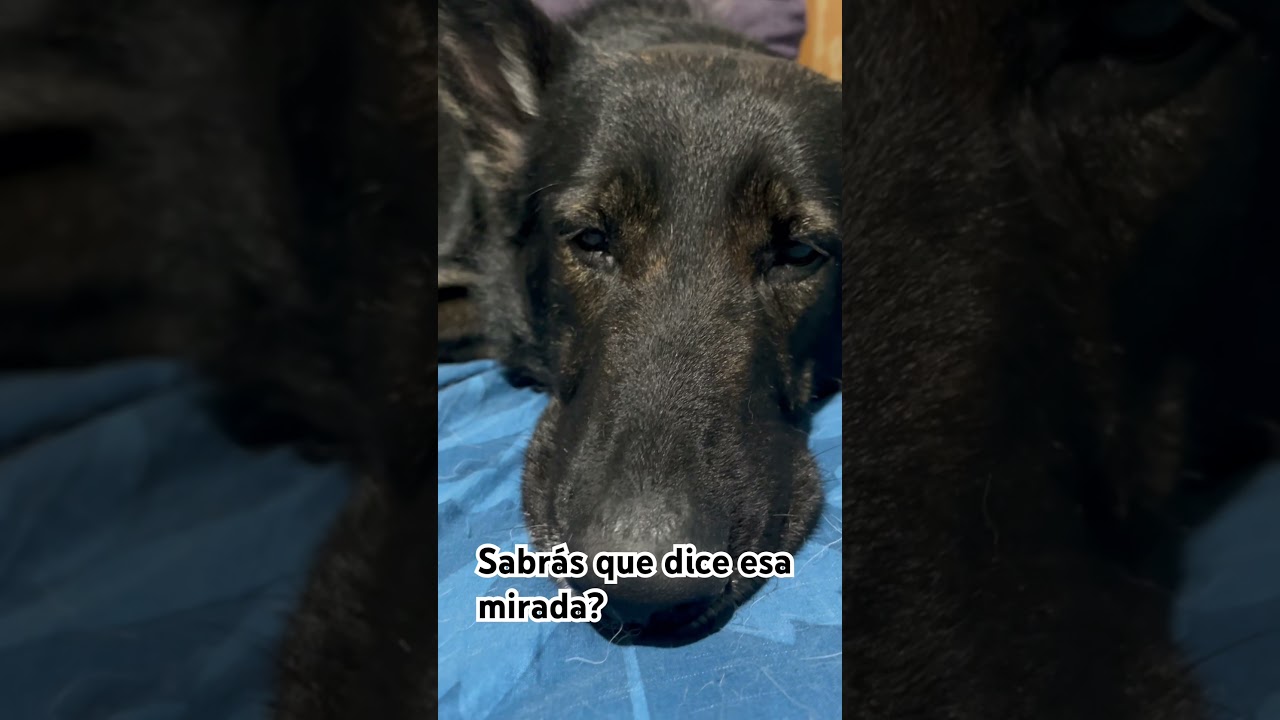 aventurasdeNina,Figato y Jared #animales #aventuras #perros #diversion #fyt #gatos #oastoraleman