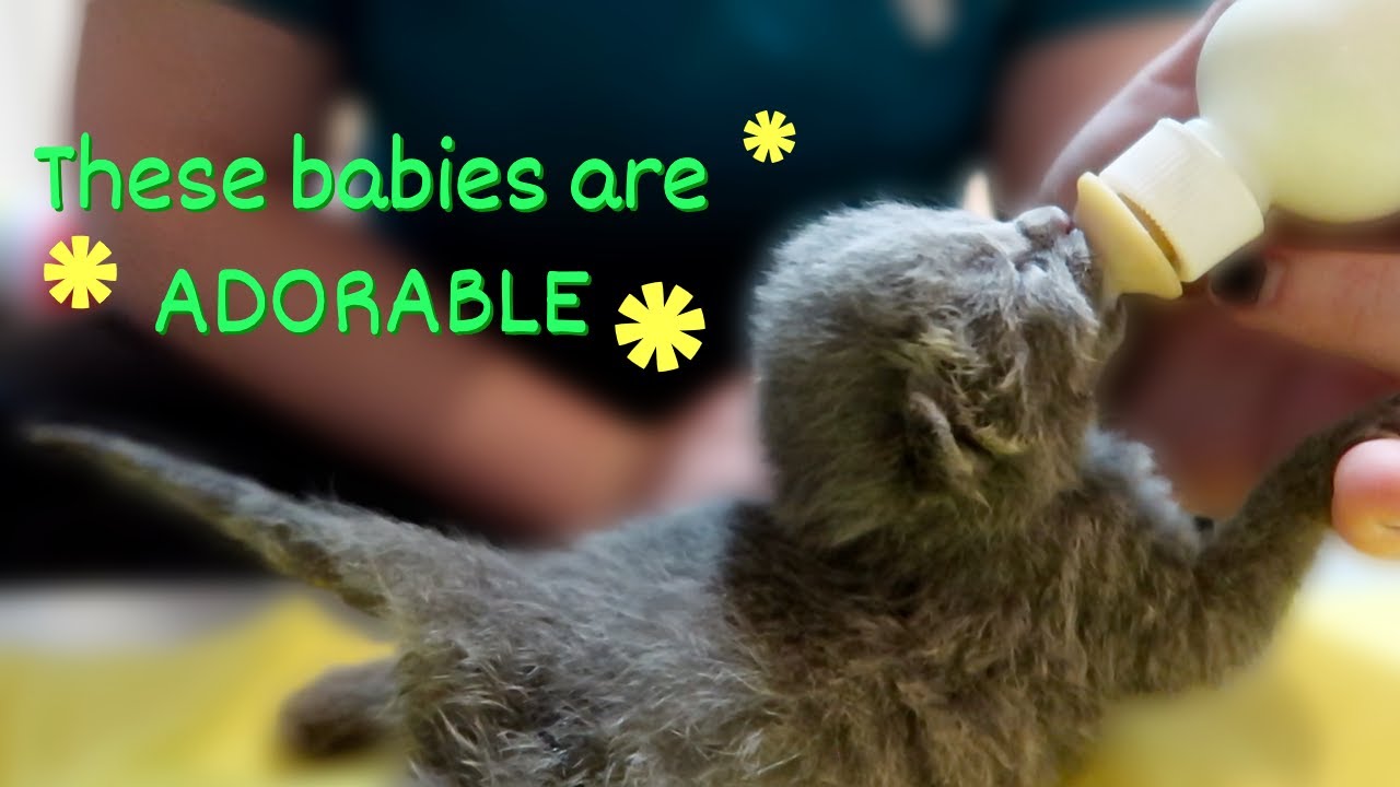 New Bottle Baby Foster Kittens! // intake protocol, first feeding, and neonatal kitten set-up