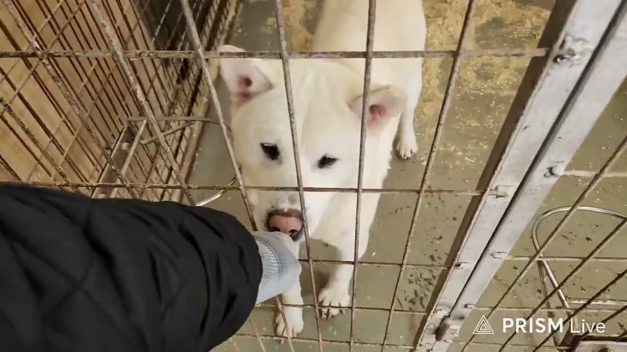 어독이마을