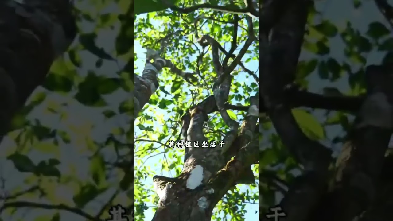 老班章为何被誉为普洱茶的&ldquo;茶中之王&rdquo;#茶 #普洱 #古树普洱 #喝茶 #以茶會友 #普洱茶 #情感 #茶叶 #正能量 #午茶時光 #感情