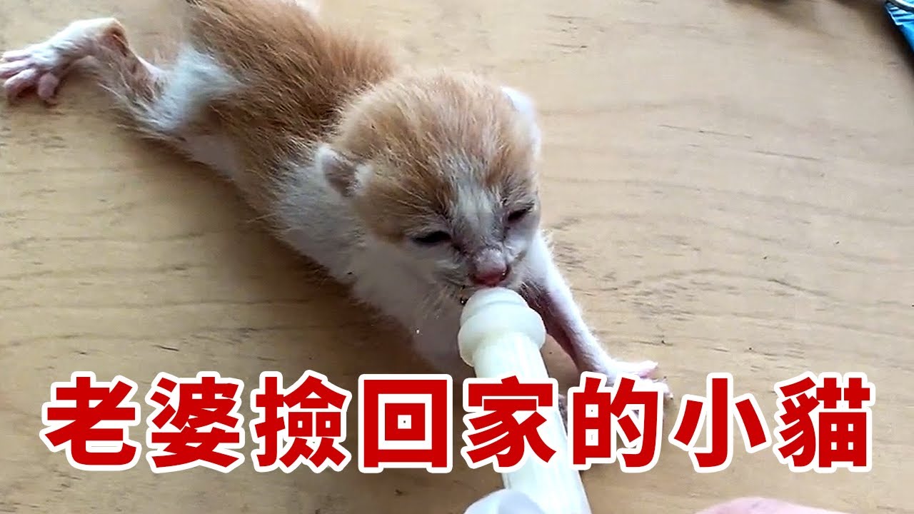 取快遞路上撿的小貓被養大啦！