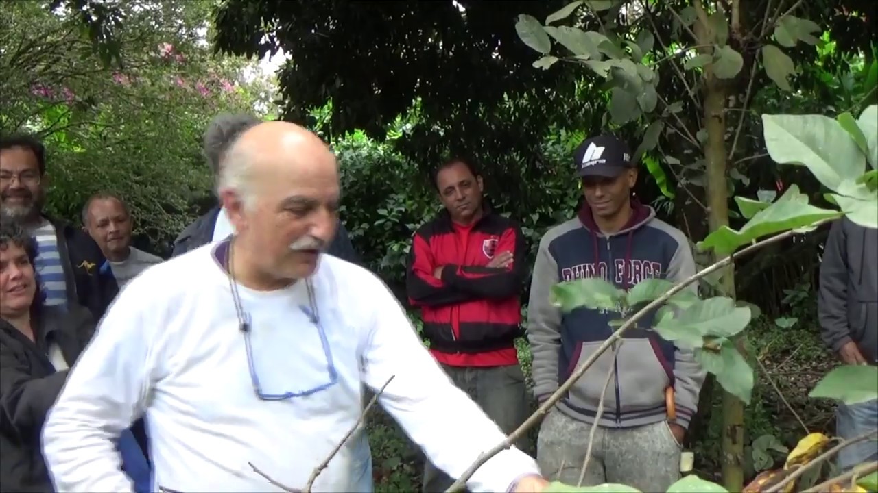 988 ) –    25 ° PARTE  -  PENEDO - RIO DE JANEIRO –  PODA ATEMÓIA 547a