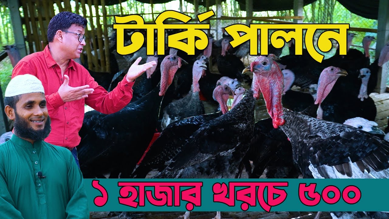 দেশি টার্কি মুরগি পালন। বাড়ী বাড়ী গিয়ে টার্কি মুরগি বিক্রি। সফল উদ্যক্তা সিরাজগঞ্জের আজিজ