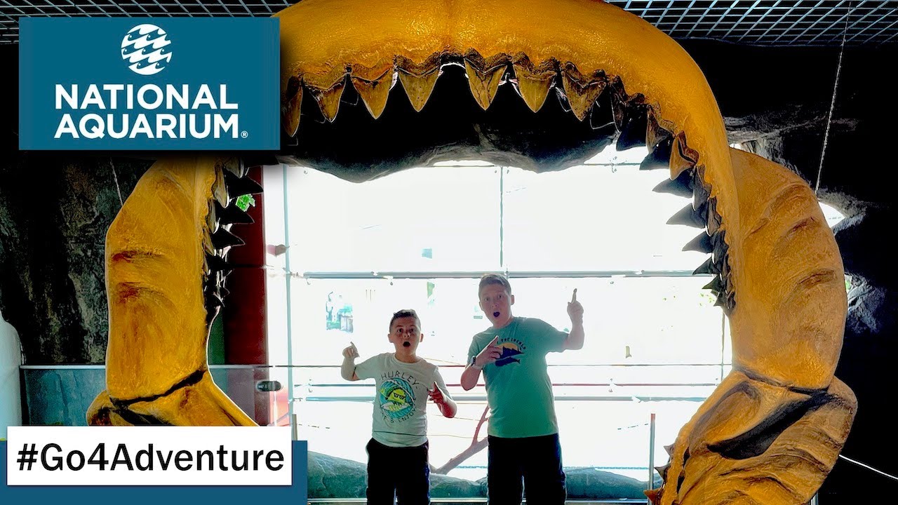 🐠 Let's Go to the National Aquarium Baltimore Maryland