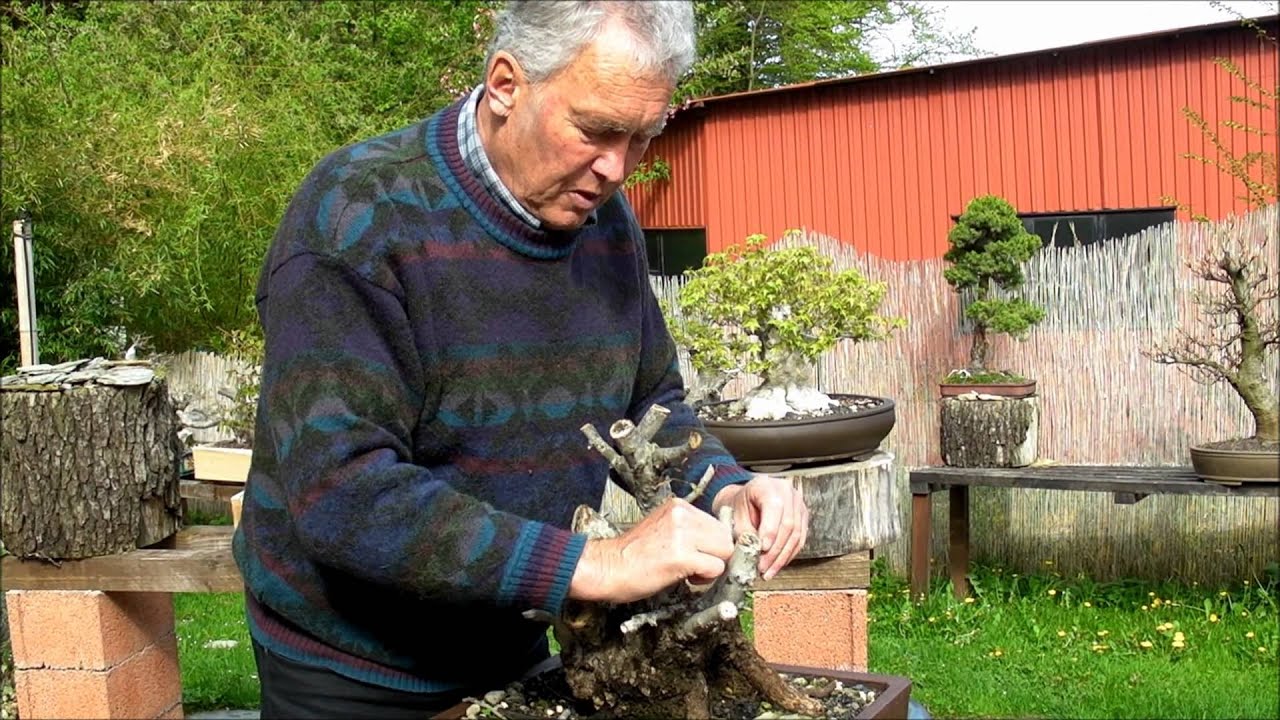 INTERNATIONAL BONSAI ACADEMY with Walter Pall - Episode IV - First review of a raw material