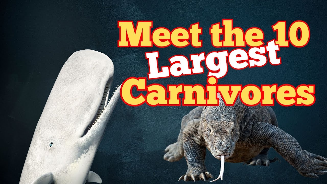 Massive, Deadly, and Hungry: The World&rsquo;s Biggest Carnivores!