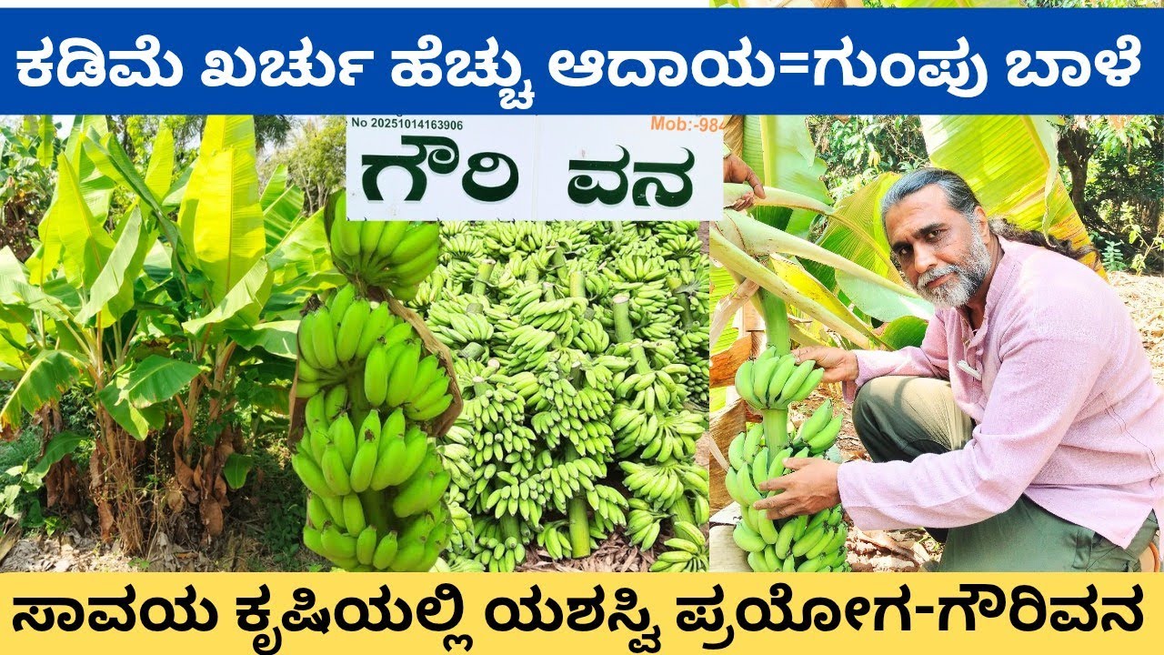 ಪ್ರಕೃತಿಯೊಂದಿಗೆ ನೈಸರ್ಗಿಕ ತೋಟ ನಿರ್ಮಿಸಿದ ಲೋಕೇಶ್ ‼️ತೋಟದಲ್ಲಿ ಹಕ್ಕಿಗಳಿಗಾಗಿ ಹಣ್ಣುಗಳನ್ನು ಬೆಳೆಸಿದ್ದಾರೆ ಮೈಸೂರು