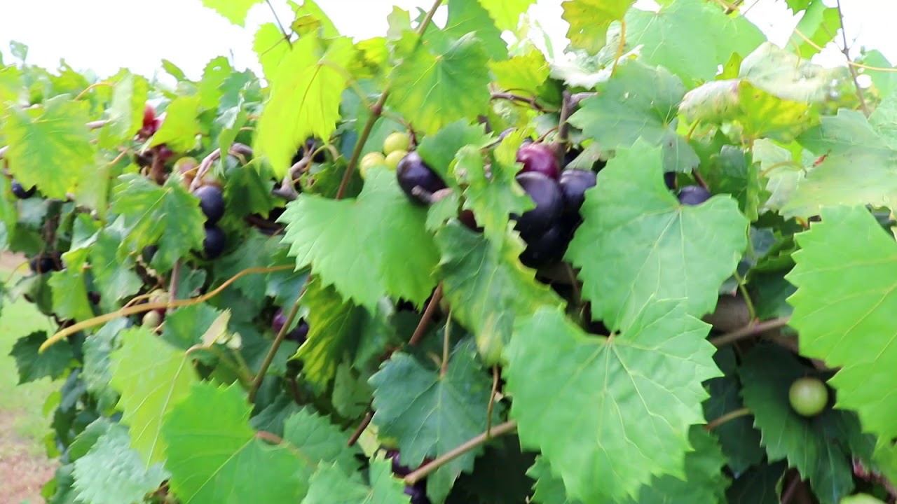 Jumbo Muscadine
