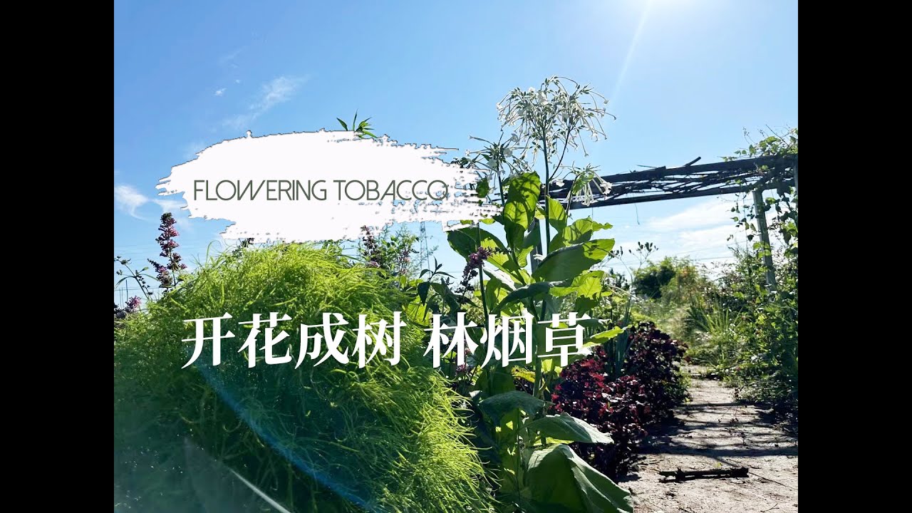传家宝花烟草种植全记录  Nicotiana sylvestris  Only The Lonely