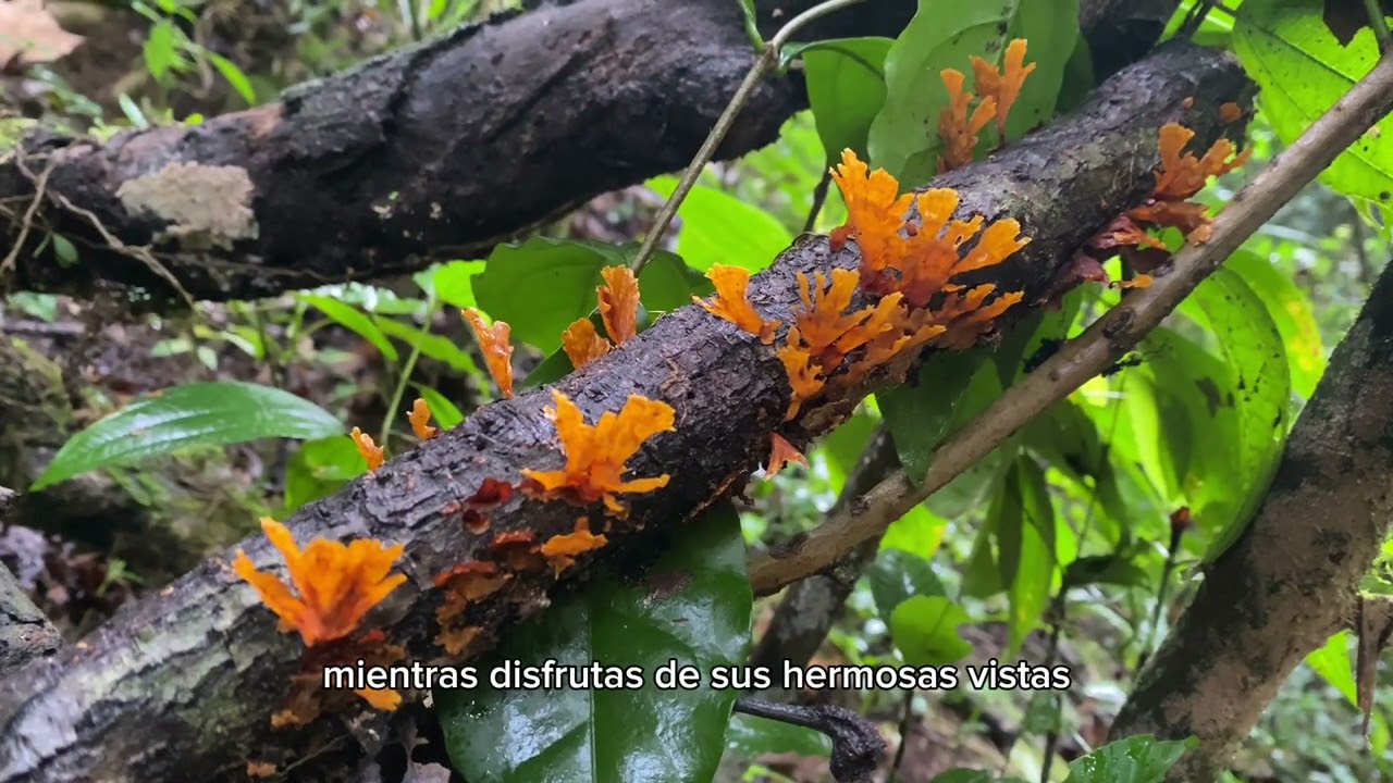 Santuario del Bosque de Niebla tesoro vivo de Xalapa