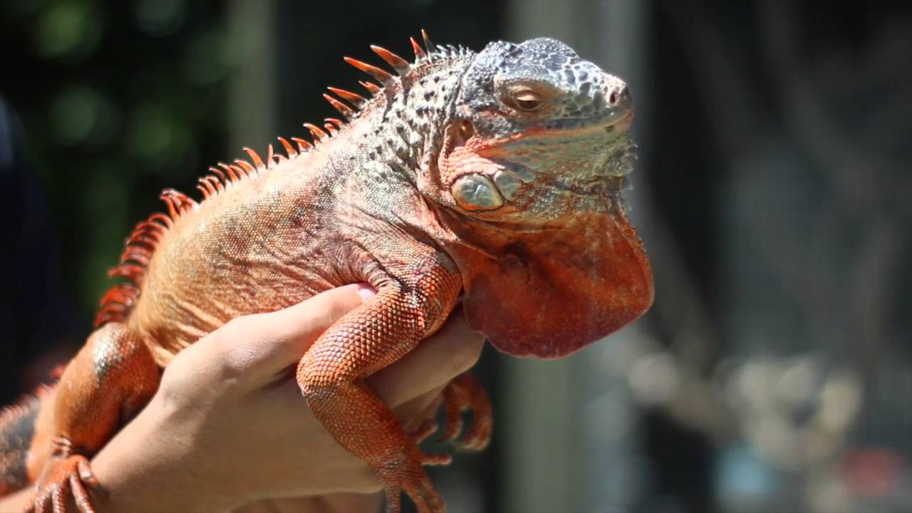 TES | S2E2 : Reptile Collection/ Tour!