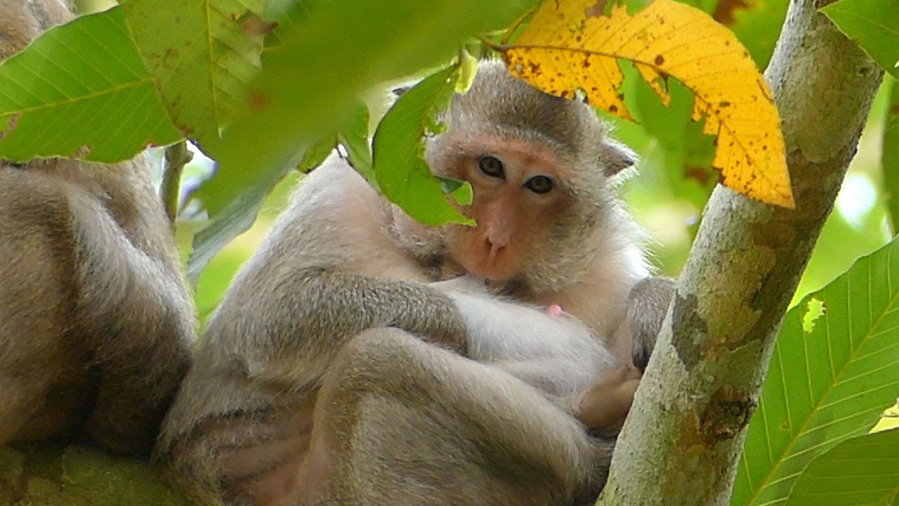 Oh Stop ! Scarlet Monkey Get milk By Self So Much& Look So Sweet Without Keeping For Baby Saxon.