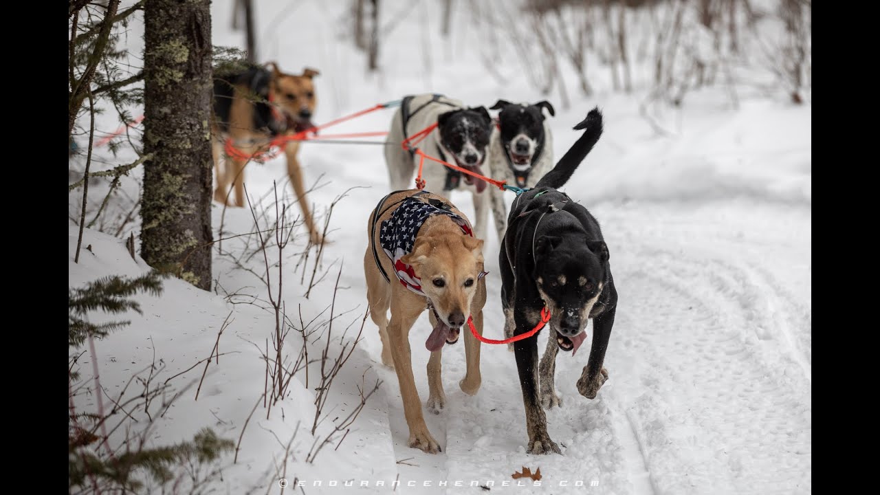 How to Train Sled Dogs pt 1 // Mushing Tips