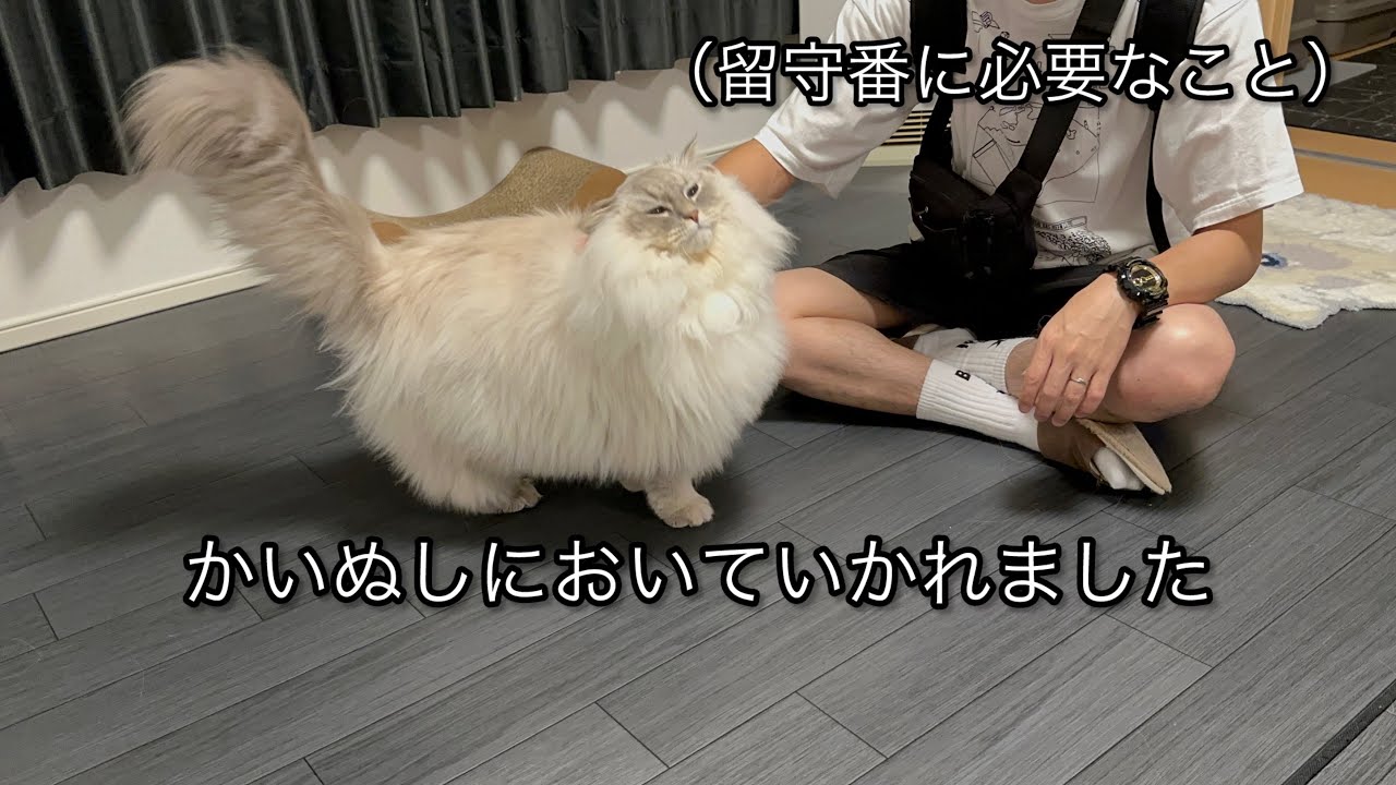 一日ぶりに飼い主と会った猫の反応が想像以上でした【お留守番必需品も】