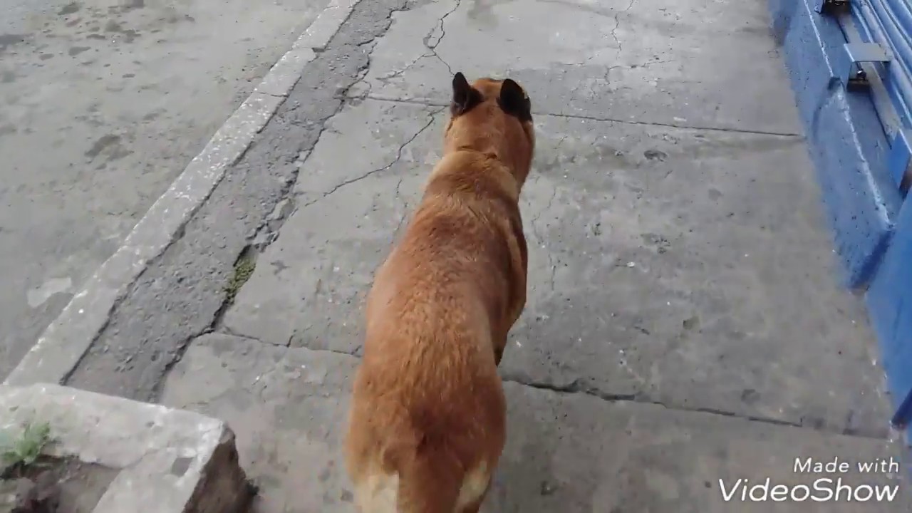 Paseando con mi Pastor Belga