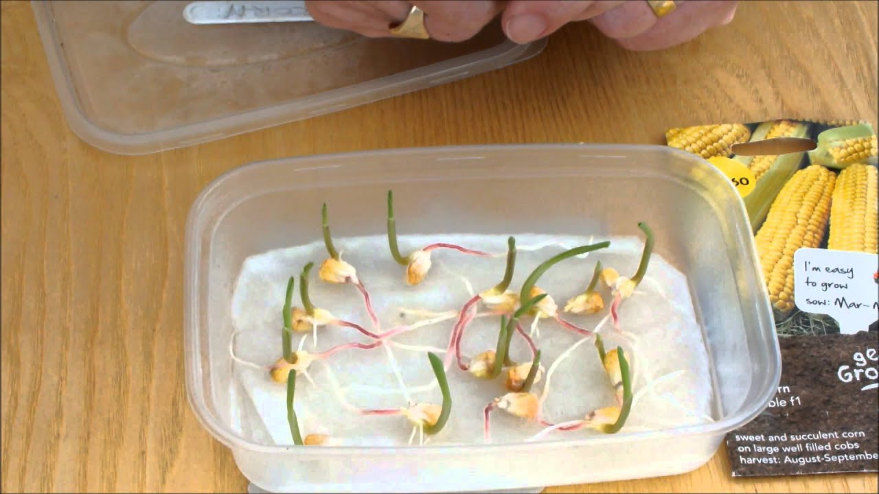 Grow Sweet corn.  Sweetcorn started indoors then potted up