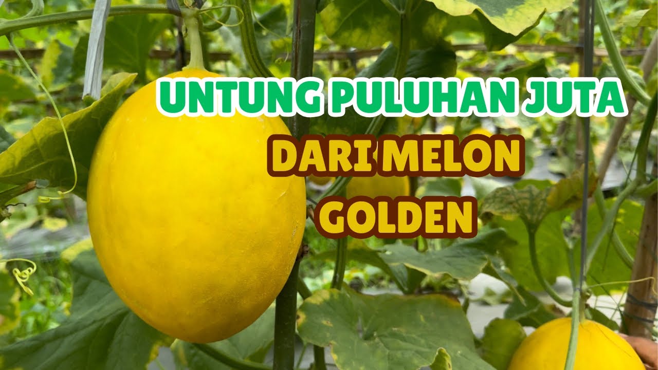 Panen melon premium lahan terbuka, hasil memuaskan #pertanian #melon #petani
