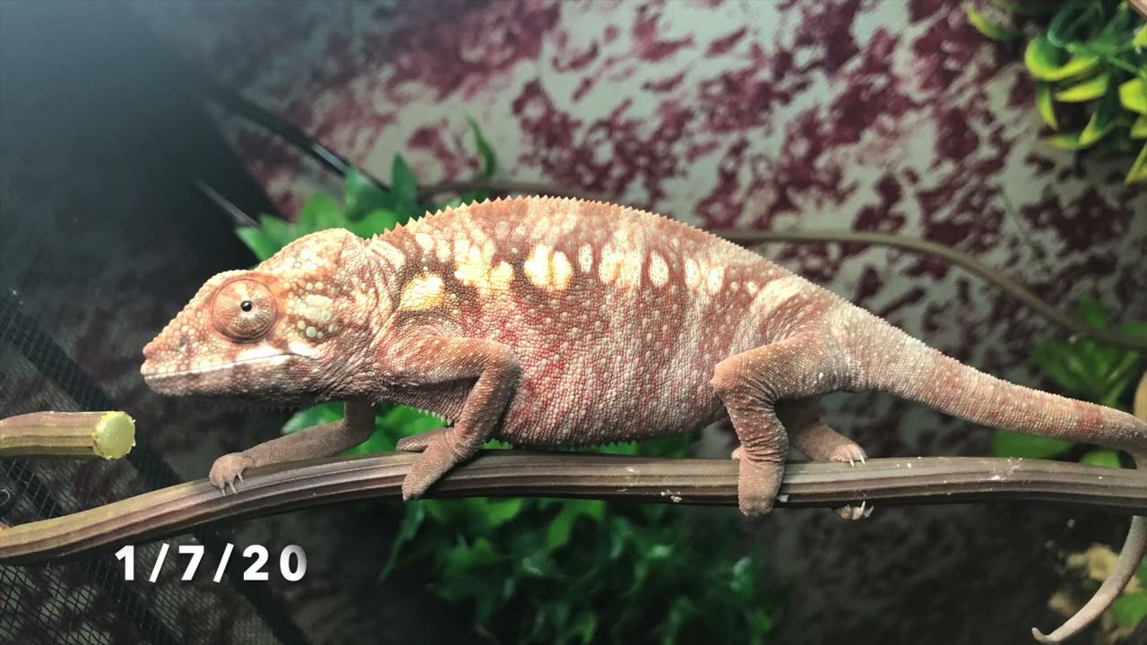 Female Panther Chameleon from Hatchling to Adult