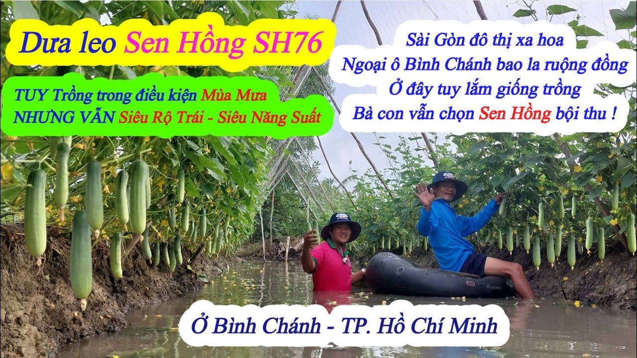 Dưa leo Sen Hồng SH76 -Siêu rộ trái - Siêu năng suất - Mùa mưa ở Bình Chánh - Tp.HCM, Tháng 11/2022
