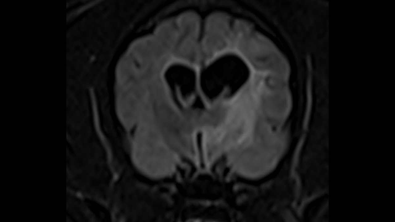 MRI Prognostic Factors in Dogs with Meningoencephalitis of Unknown Origin