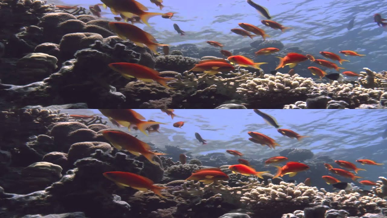 THE ART OF DIVING 3D trailer