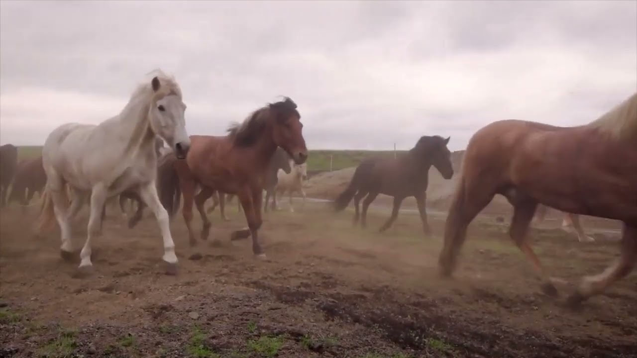 The Giant Horse Conch weighs over 11 pounds (Loud) (Full documentary)