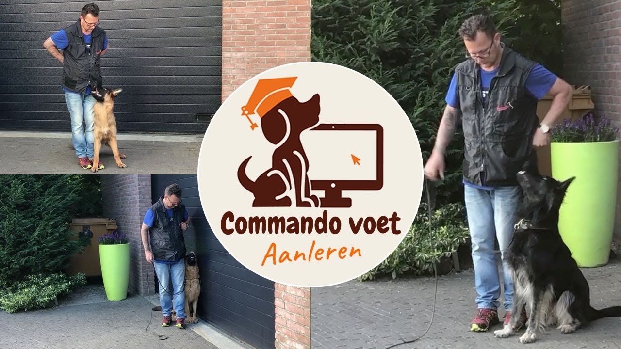 Commando voet hond aanleren