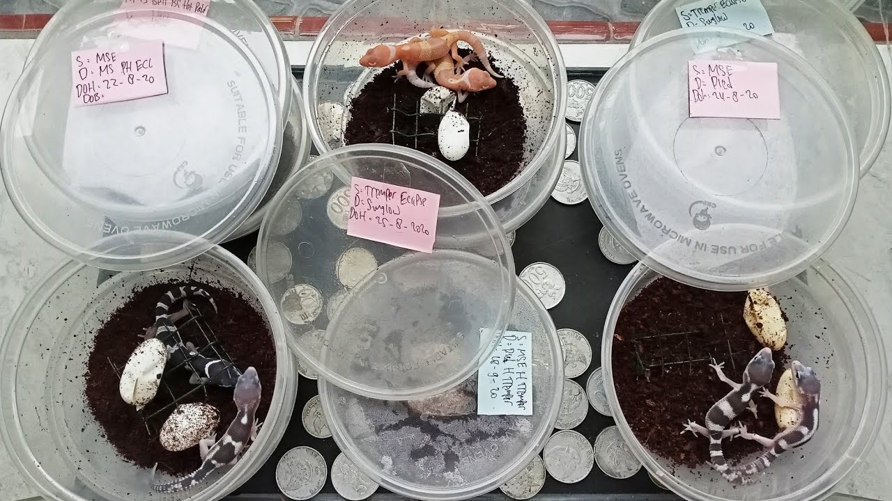 cara MENETASKAN TELUR Leopard Gecko dengan INCUBATOR SEDERHANA, 5 MENIT LANGSUNG PAHAM