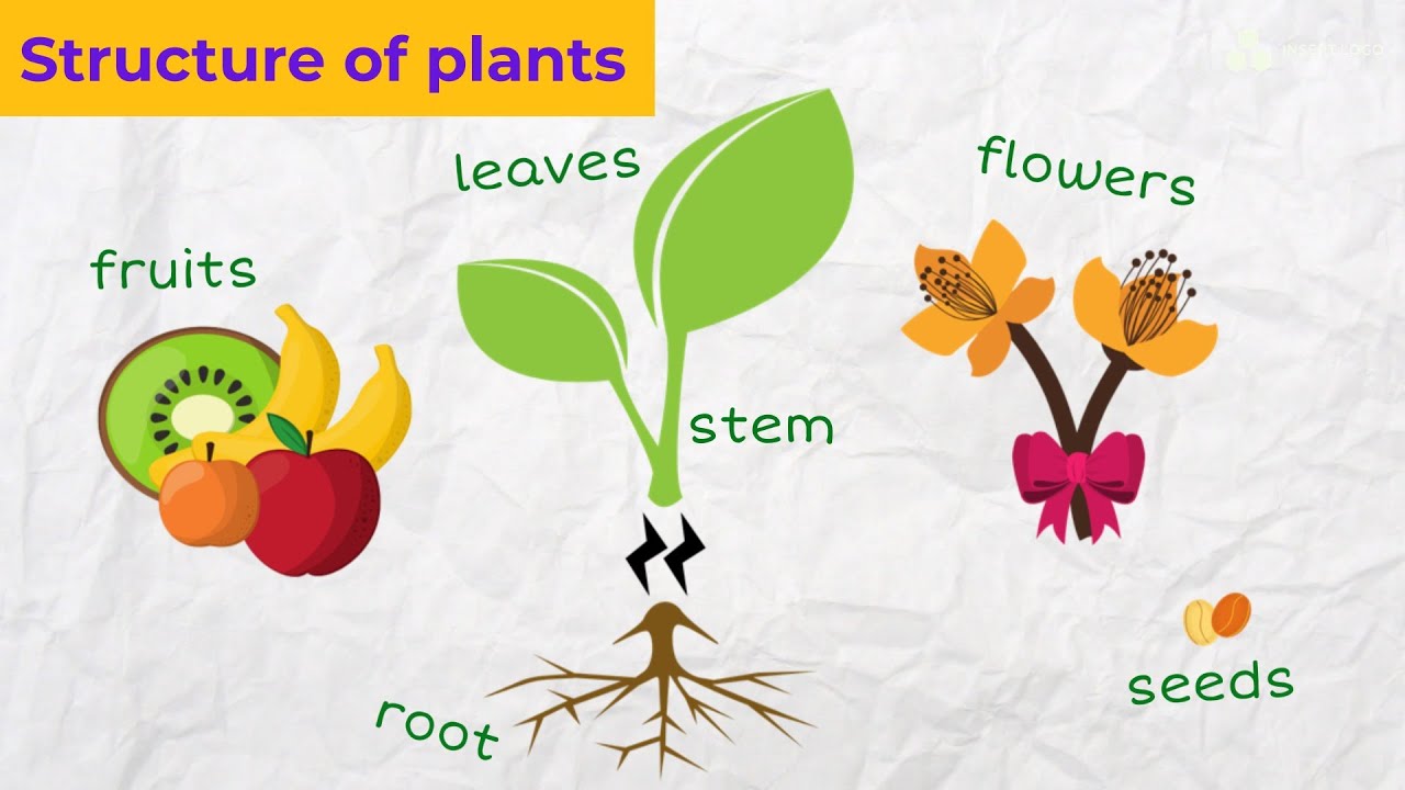 Speak About Plants in English