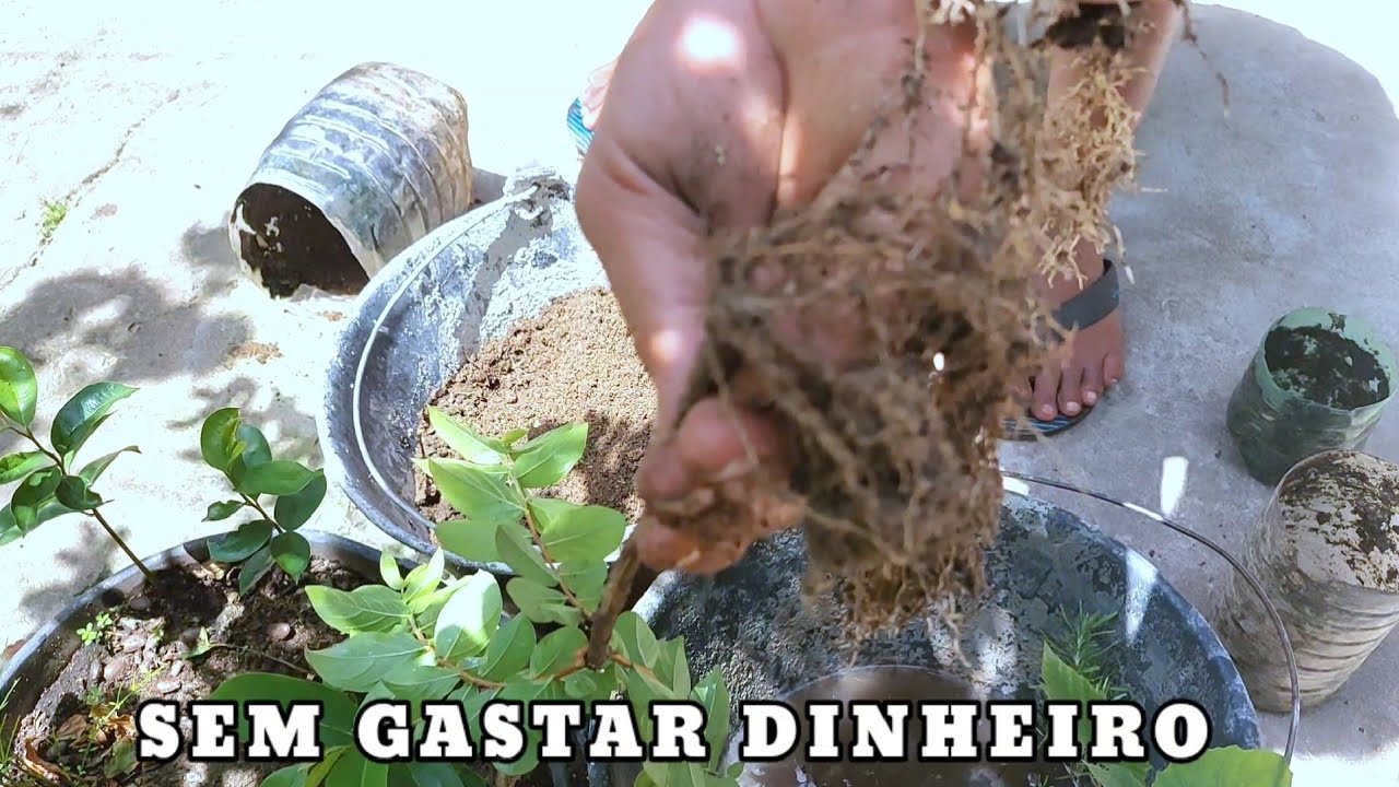 ENRAIZADOR Natural feito em casa sem gastar dinheiro