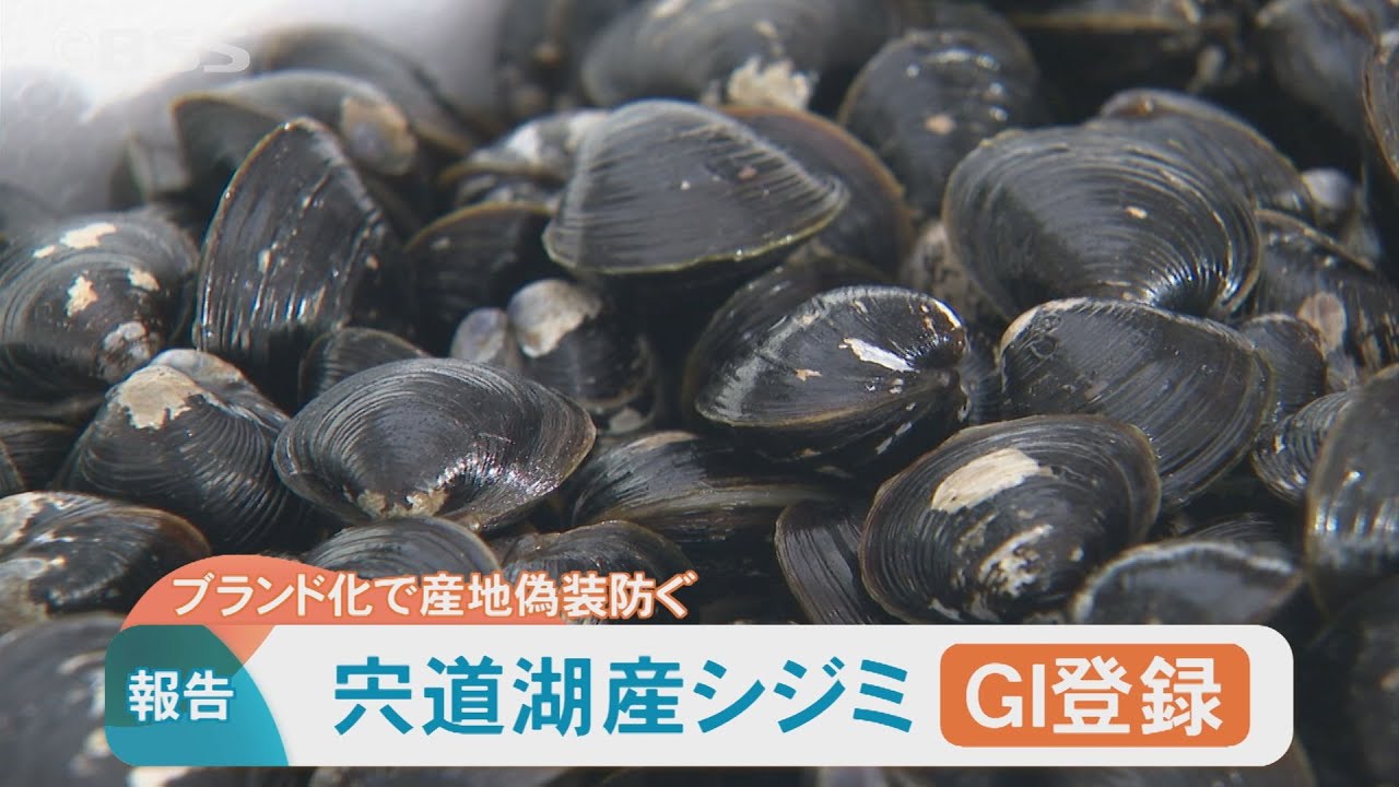 宍道湖産シジミが地理的表示「GI」登録　出雲市長に報告