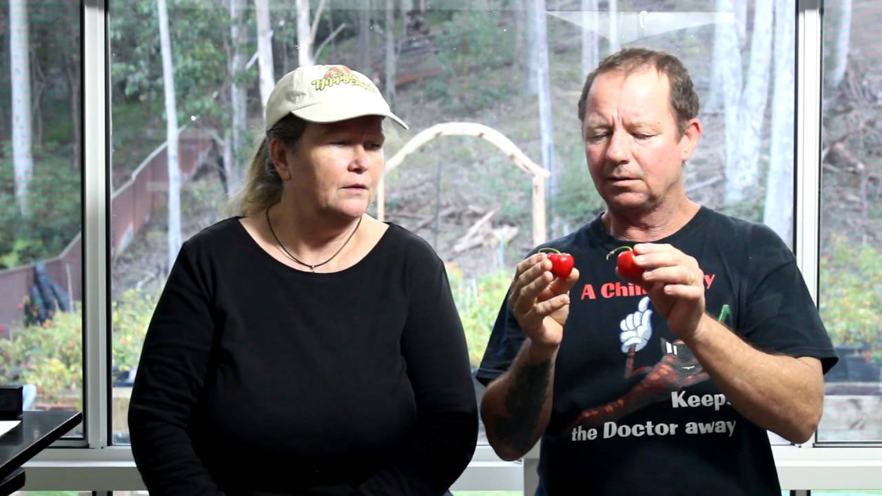 Rocoto Red  Chilli Test