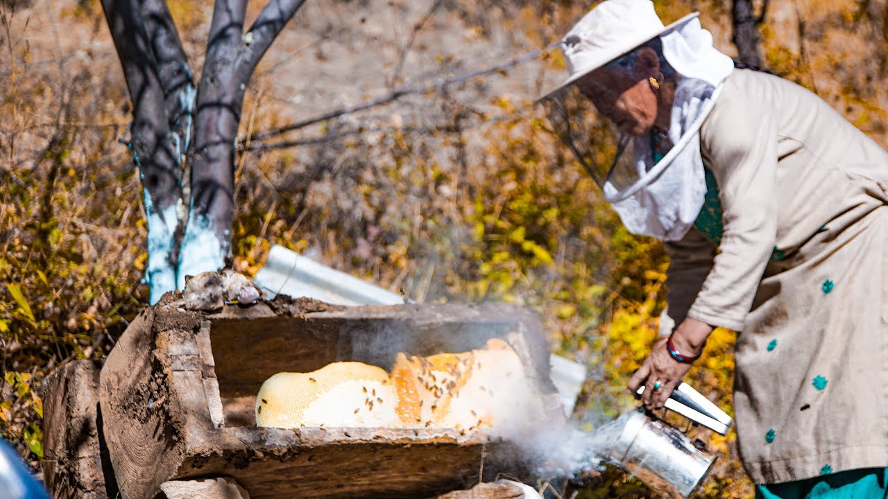From Log Hive to Table – The Art of Traditional Honey Harvesting