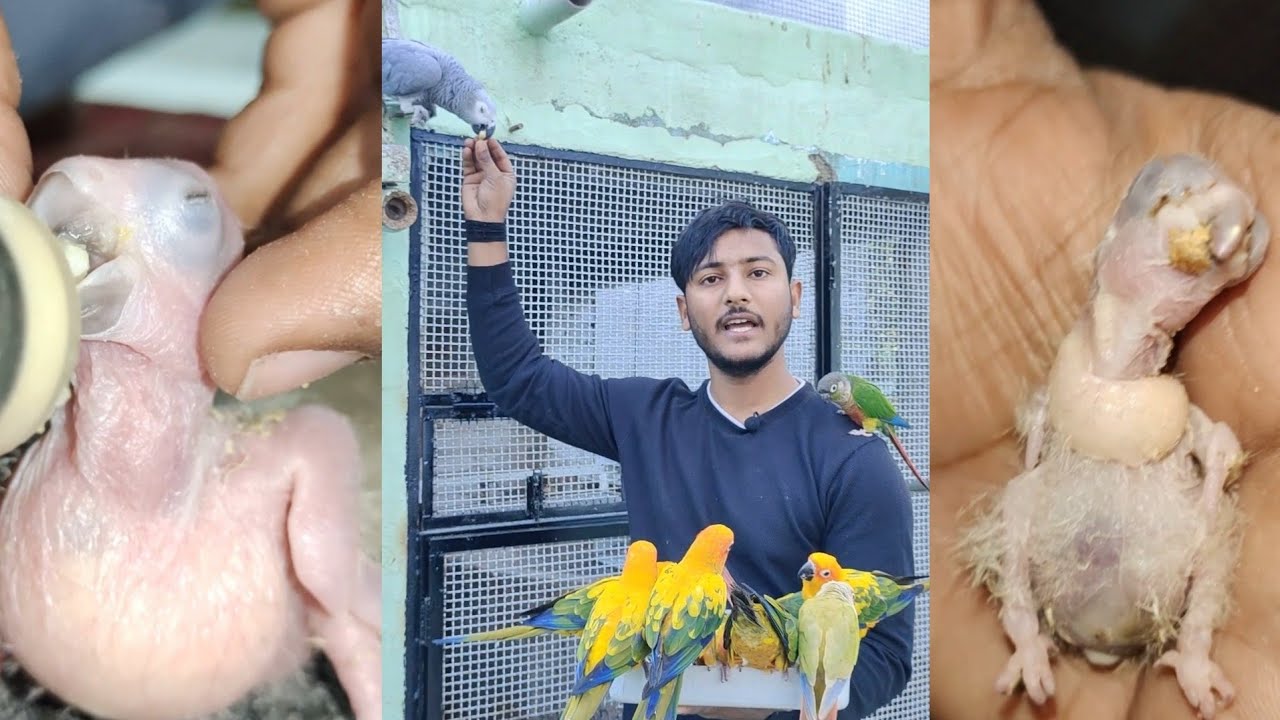 Why bird/parrot's chicks are die? know about bird's/parrot chicks care.