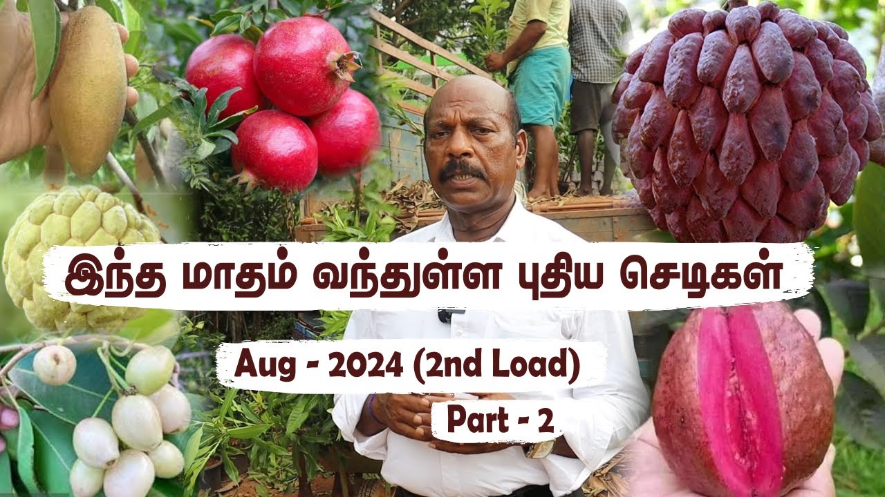 AugLoad #2 - Pt 2🌟சந்தன மரம் முதல் மா ரகங்கள் வரை | Explore More Rare Finds: Exotic Trees Stocked🌿