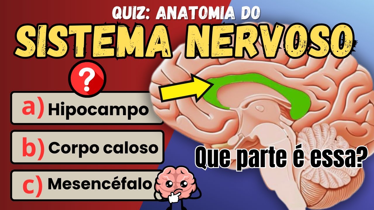 Quiz de Neuroanatomia 🧠 | 25 Questões: Sistema Nervoso Central | Quiz de Anatomia Humana