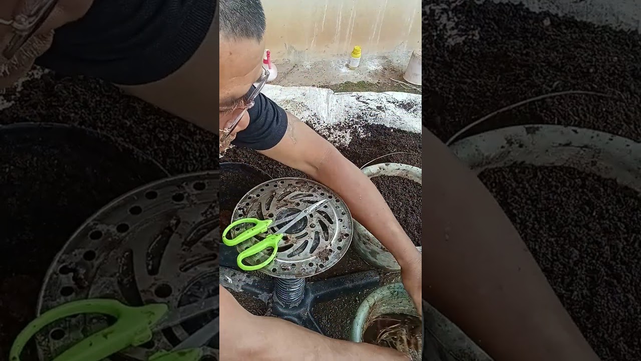 CAra mengganti media bahan bonsai Saeng simbur Vietnam 