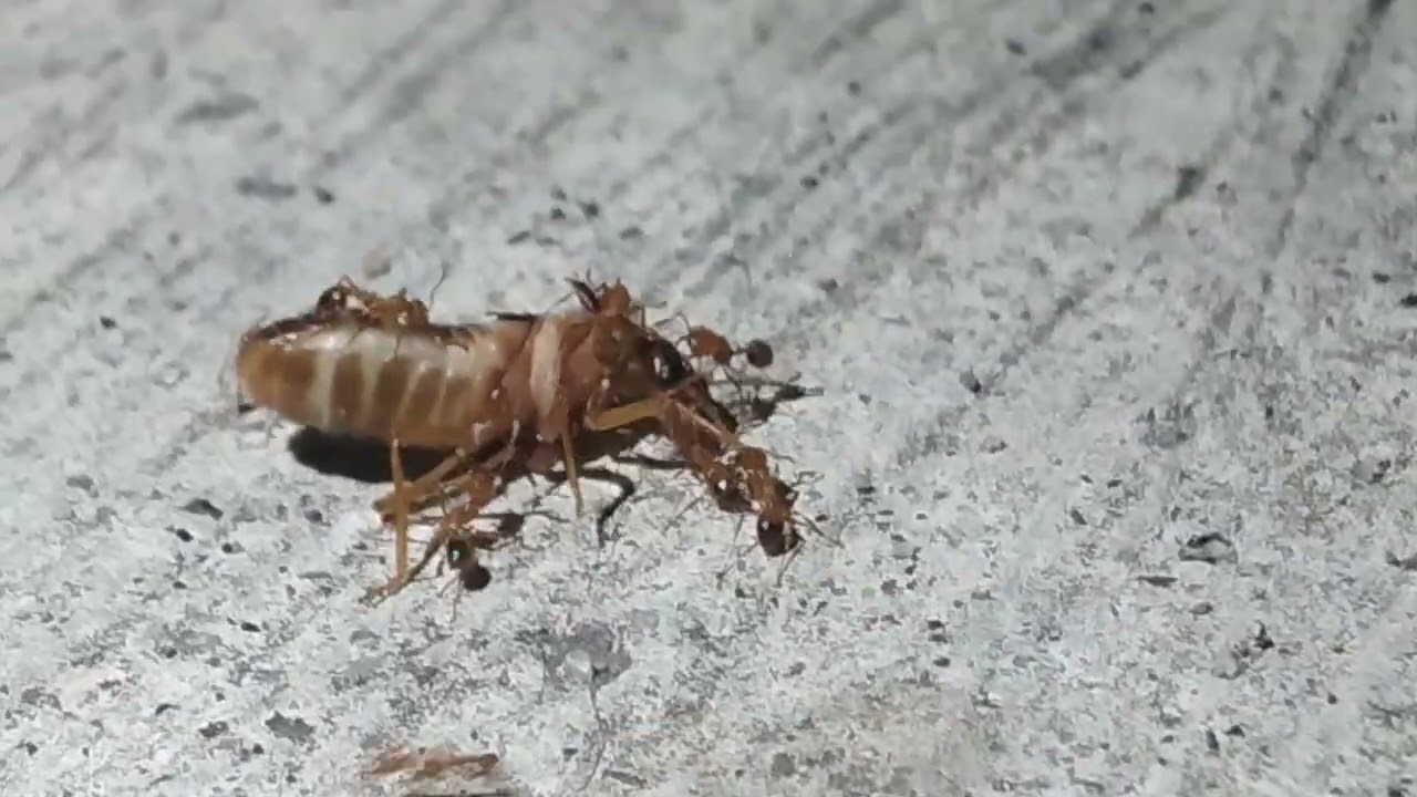 Fire ants hunting termite alates